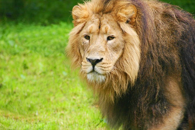 Chester Zoo photo