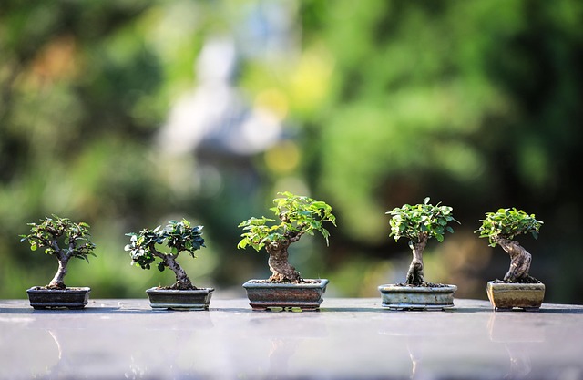 Gardening photo