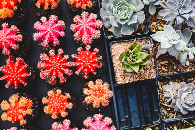 Gardening photo